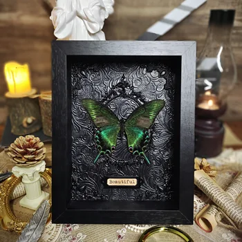 Лесная Зеленая Королева Образец настоящей бабочки Рекомендация пары Подарок на день рождения Подарок на мебель Орнамент Винтажная коллекция